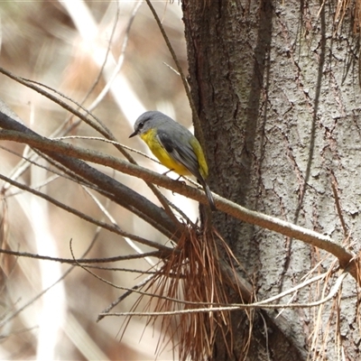 Eopsaltria australis (Eastern Yellow Robin) at Uriarra Village, ACT - 1 Nov 2025 by LineMarie