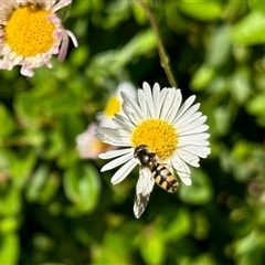 Allograpta sp. (genus) at Aranda, ACT - 1 Nov 2025 by KMcCue