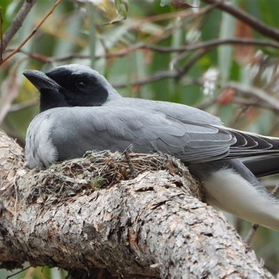Coracina novaehollandiae (Black-faced Cuckooshrike) at Kambah, ACT - 28 Oct 2025 by LineMarie