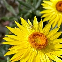 Oxyopes (genus) (Lynx spider) at Aranda, ACT - 1 Nov 2025 by KMcCue