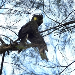 Zanda funerea at Uriarra Village, ACT - 1 Nov 2025 by LineMarie
