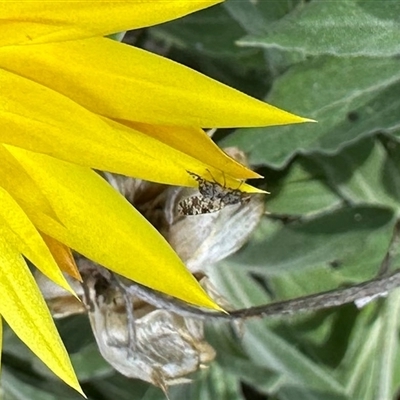 Austrotephritis sp. (genus) (Fruit fly or Seed fly) at Aranda, ACT - 1 Nov 2025 by KMcCue