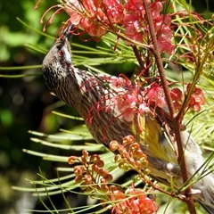 Anthochaera carunculata at Aranda, ACT - 1 Nov 2025 by KMcCue