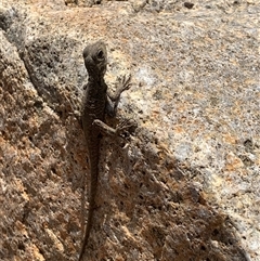 Intellagama lesueurii (Australian Water Dragon) at Corrowong, NSW - 1 Nov 2025 by BlackFlat