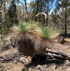 Xanthorrhoea glauca subsp. angustifolia (Grey Grass-tree) at Corrowong, NSW - 2 Nov 2025 by BlackFlat