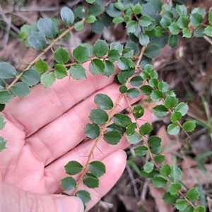 Pittosporum multiflorum at Pappinbarra, NSW - 25 Oct 2025 by AngFrost