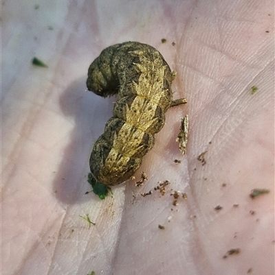 Noctuidae unclassified IMMATURE moth at Holt, ACT - 2 Nov 2025 by JajiClack