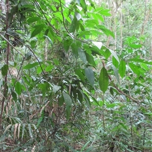 Dysoxylum pumilum at Mossman Gorge, QLD - 9 Jul 2015 by JasonPStewart