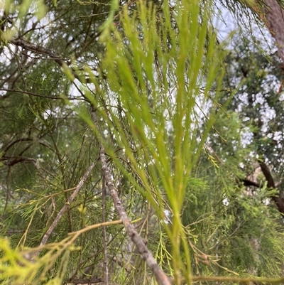 Allocasuarina verticillata at Canyonleigh, NSW - 31 Oct 2025 by blacksheep
