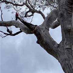 Callocephalon fimbriatum by blacksheep