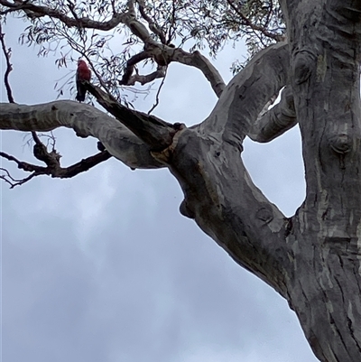 Callocephalon fimbriatum at  - suppressed by blacksheep