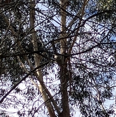 Unverified Small (Robin, Finch, Thornbill etc) by blacksheep