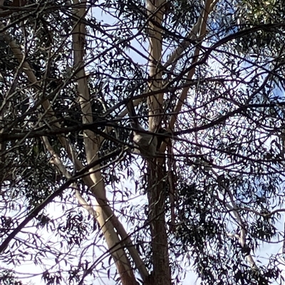 Unverified Small (Robin, Finch, Thornbill etc) at  - suppressed by blacksheep