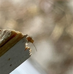 Heteroptera (suborder) (Unidentified True bug) at Canyonleigh, NSW - 30 Oct 2025 by blacksheep