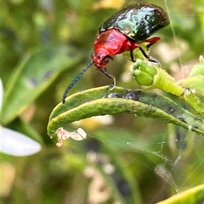 Lamprolina impressicollis (Pittosporum leaf beetle) at Canyonleigh, NSW - 25 Oct 2025 by blacksheep