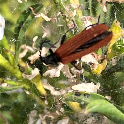 Porrostoma rhipidium (Long-nosed Lycid (Net-winged) beetle) at Canyonleigh, NSW - 25 Oct 2025 by blacksheep