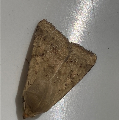 Helicoverpa (genus) (A bollworm) at Canyonleigh, NSW - 25 Oct 2025 by blacksheep