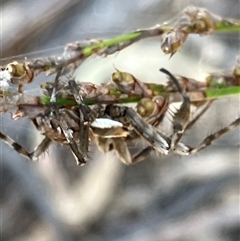 Unverified Other hunting spider at Canyonleigh, NSW - 25 Oct 2025 by blacksheep