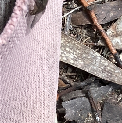 Dasybasis sp. (genus) (A march fly) at Canyonleigh, NSW - 25 Oct 2025 by blacksheep