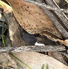 Unverified Moth (Lepidoptera) at Canyonleigh, NSW - 25 Oct 2025 by blacksheep