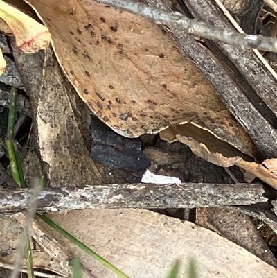 Unverified Moth (Lepidoptera) at Canyonleigh, NSW - 25 Oct 2025 by blacksheep