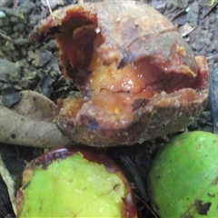 Dysoxylum pumilum at Mossman Gorge, QLD - suppressed