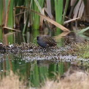 Porzana fluminea at Fyshwick, ACT - 31 Oct 2025 by RodDeb