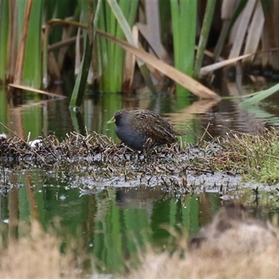 Porzana fluminea at Fyshwick, ACT - 31 Oct 2025 by RodDeb