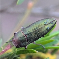 Melobasis propinqua (Propinqua jewel beetle) at Denman Prospect, ACT - 1 Nov 2025 by Miranda