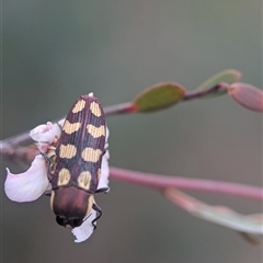 Castiarina decemmaculata (Ten-spot Jewel Beetle) at Denman Prospect, ACT - 1 Nov 2025 by Miranda