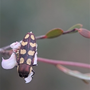 Castiarina decemmaculata (Ten-spot Jewel Beetle) at Denman Prospect, ACT - Yesterday by Miranda