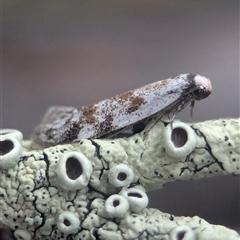 Gelechioidea (superfamily) at Denman Prospect, ACT - 1 Nov 2025 by Miranda