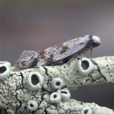 Gelechioidea (superfamily) at Denman Prospect, ACT - 1 Nov 2025 by Miranda