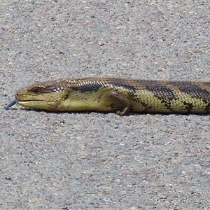Tiliqua scincoides scincoides (Eastern Blue-tongue) at Fyshwick, ACT - 31 Oct 2025 by RodDeb