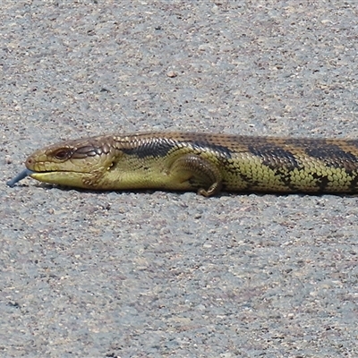Tiliqua scincoides scincoides (Eastern Blue-tongue) at Fyshwick, ACT - 31 Oct 2025 by RodDeb