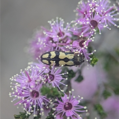 Castiarina decemmaculata (Ten-spot Jewel Beetle) at Denman Prospect, ACT - 1 Nov 2025 by Miranda
