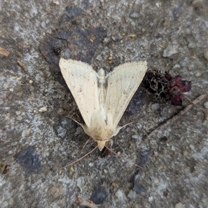 Helicoverpa (genus) at Holder, ACT - 26 Oct 2025 by Miranda