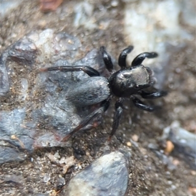 Unverified Jumping or peacock spider (Salticidae) at Acton, ACT - 25 Oct 2025 by Miranda