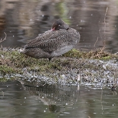 Stictonetta naevosa (Freckled Duck) at Fyshwick, ACT - 31 Oct 2025 by RodDeb