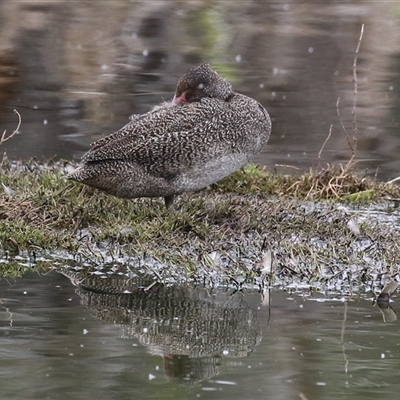 Stictonetta naevosa (Freckled Duck) at Fyshwick, ACT - 31 Oct 2025 by RodDeb