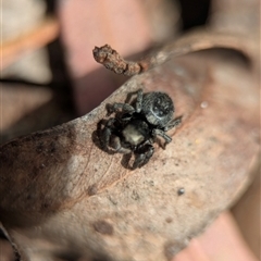 Unverified Jumping or peacock spider (Salticidae) at Acton, ACT - 25 Oct 2025 by Miranda