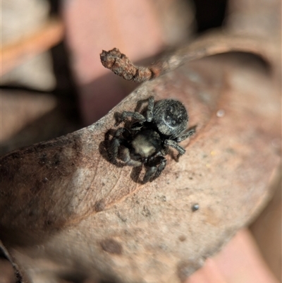 Unverified Jumping or peacock spider (Salticidae) at Acton, ACT - 25 Oct 2025 by Miranda