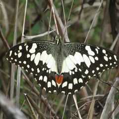 Papilio demoleus (Chequered Swallowtail) at Uriarra Village, ACT - 31 Oct 2025 by Christine