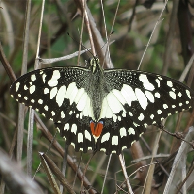 Papilio demoleus (Chequered Swallowtail) at Uriarra Village, ACT - 31 Oct 2025 by Christine