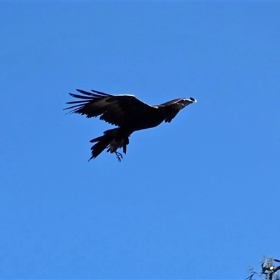 Aquila audax (Wedge-tailed Eagle) at Isaacs, ACT - Yesterday by Mike