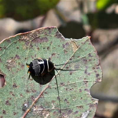 Ellipsidion australe at Symonston, ACT - Yesterday by Mike