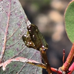 Curculionidae (family) (Unidentified weevil) at Symonston, ACT - Yesterday by Mike