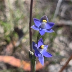 Thelymitra peniculata (Blue Star Sun-orchid) at Fadden, ACT - Yesterday by Mike