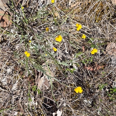 Chrysocephalum apiculatum (Common Everlasting) at Fadden, ACT - Yesterday by Mike