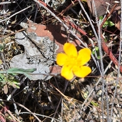 Hypericum gramineum (Small St Johns Wort) at Fadden, ACT - Yesterday by Mike